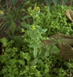 Sisymbrium officinale