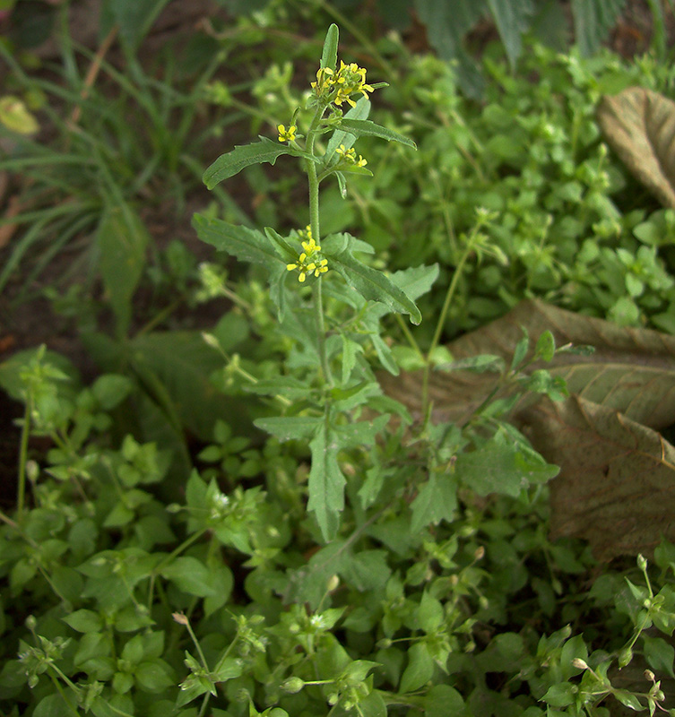 Image of Sisymbrium officinale specimen.