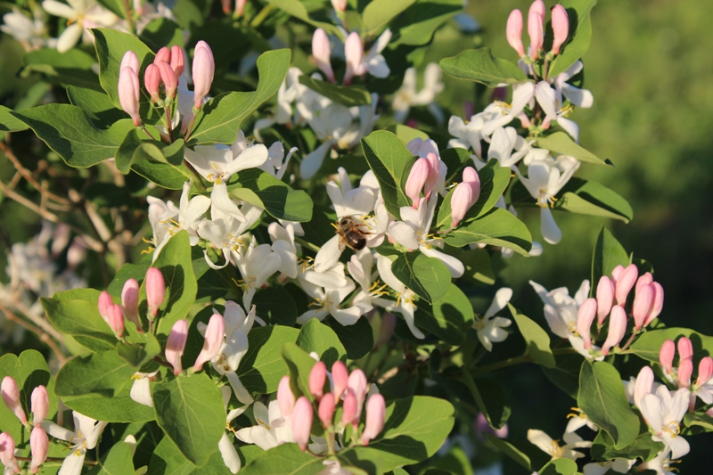 Изображение особи Lonicera tatarica.