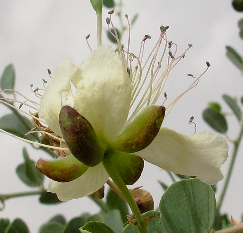 Image of Capparis aegyptia specimen.