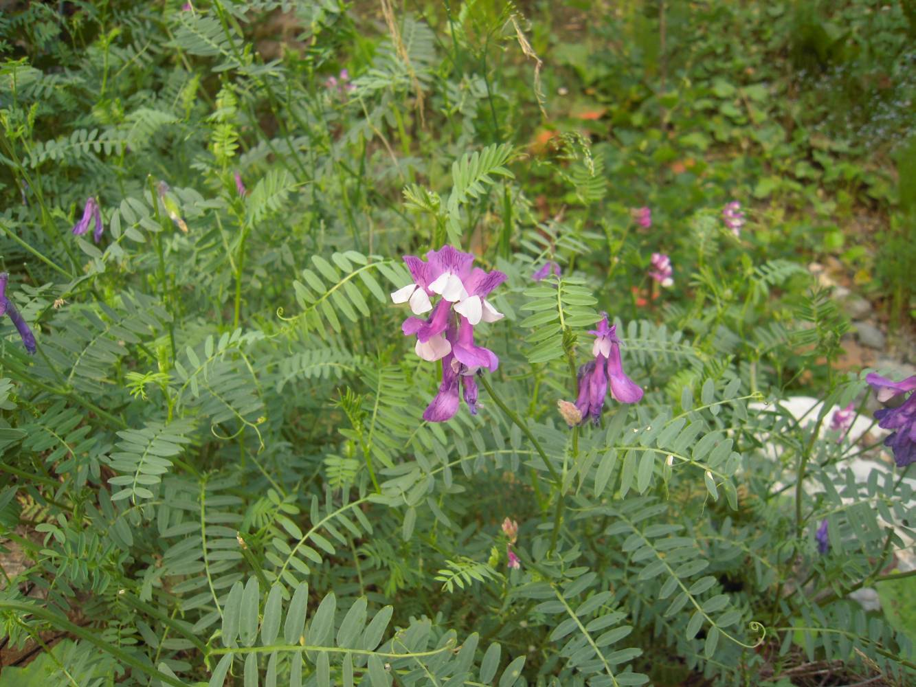 Image of Vicia sosnowskyi specimen.