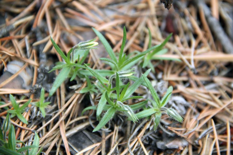 Image of Phlox sibirica specimen.