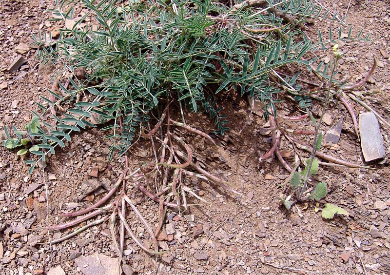 Image of Astragalus rostratus specimen.