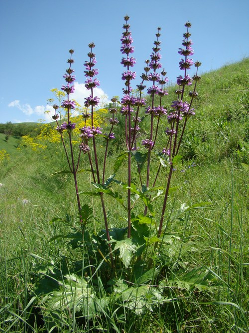 Image of Phlomoides lehmanniana specimen.