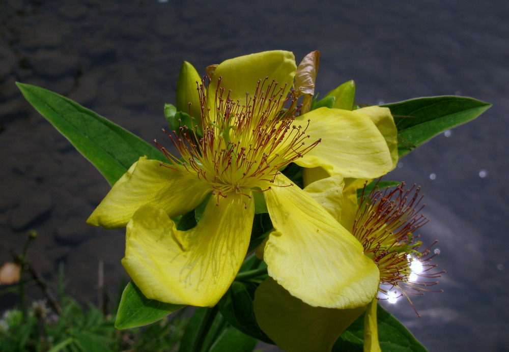 Image of Hypericum ascyron specimen.