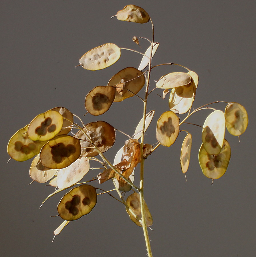 Image of Lunaria annua specimen.