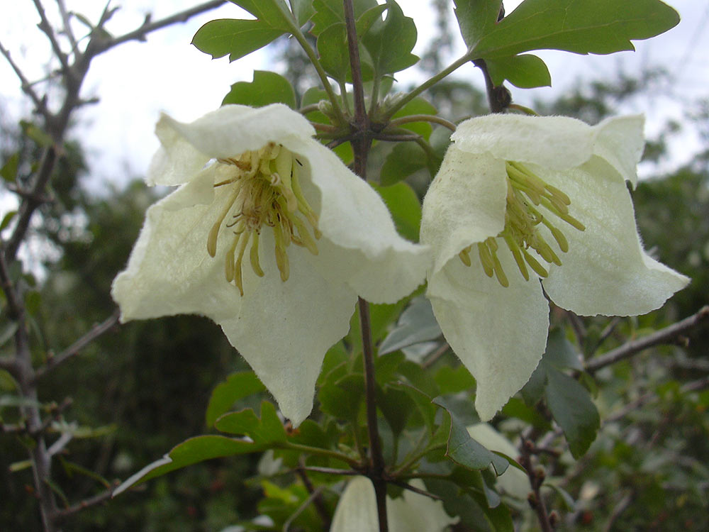 Image of Clematis cirrhosa specimen.