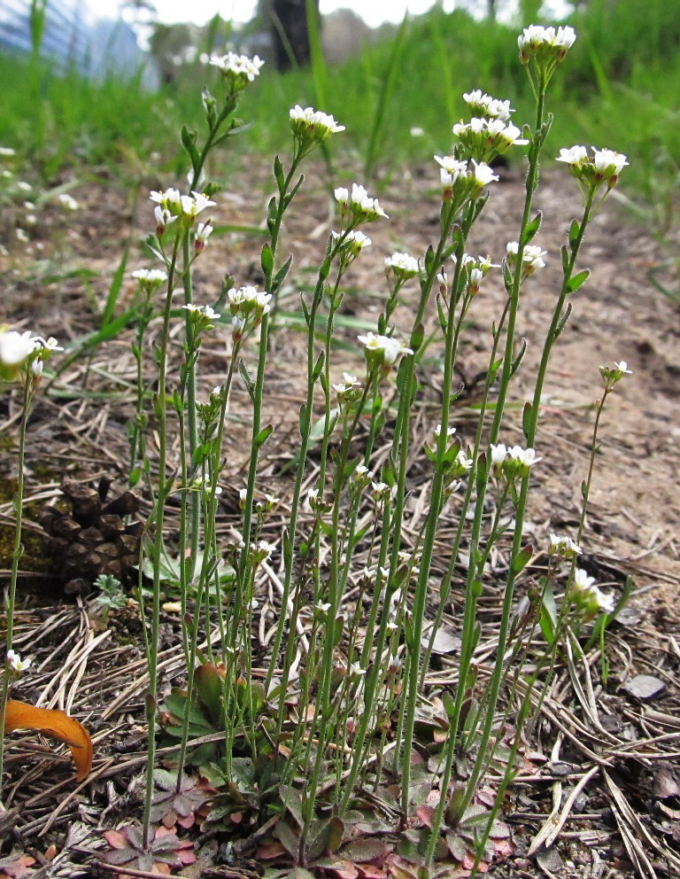 Изображение особи Arabidopsis thaliana.