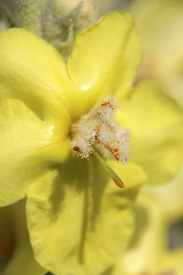 Image of Verbascum songaricum specimen.