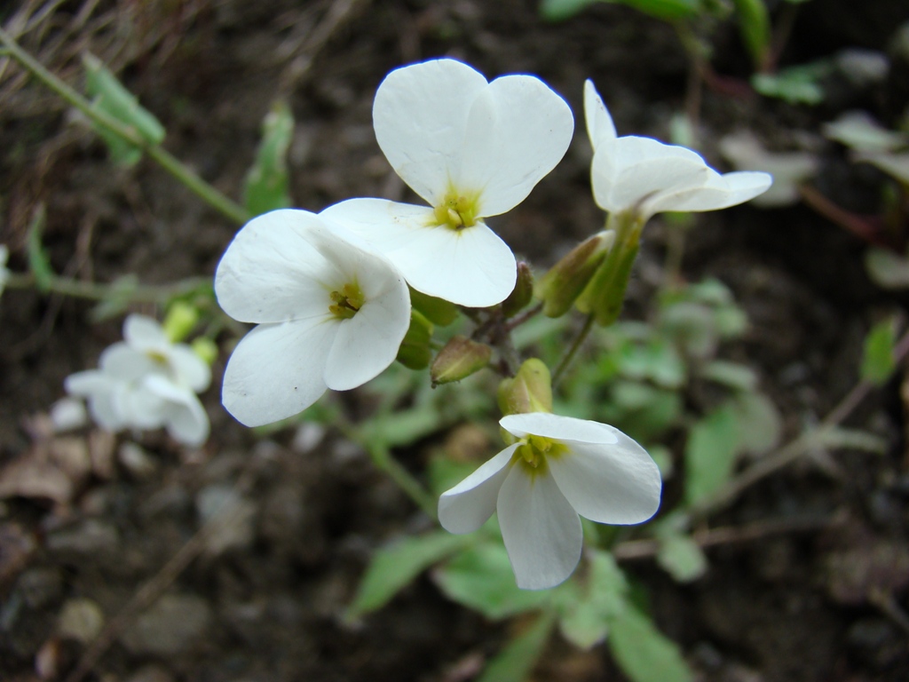 Image of Arabis caucasica specimen.