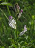 Polygala major