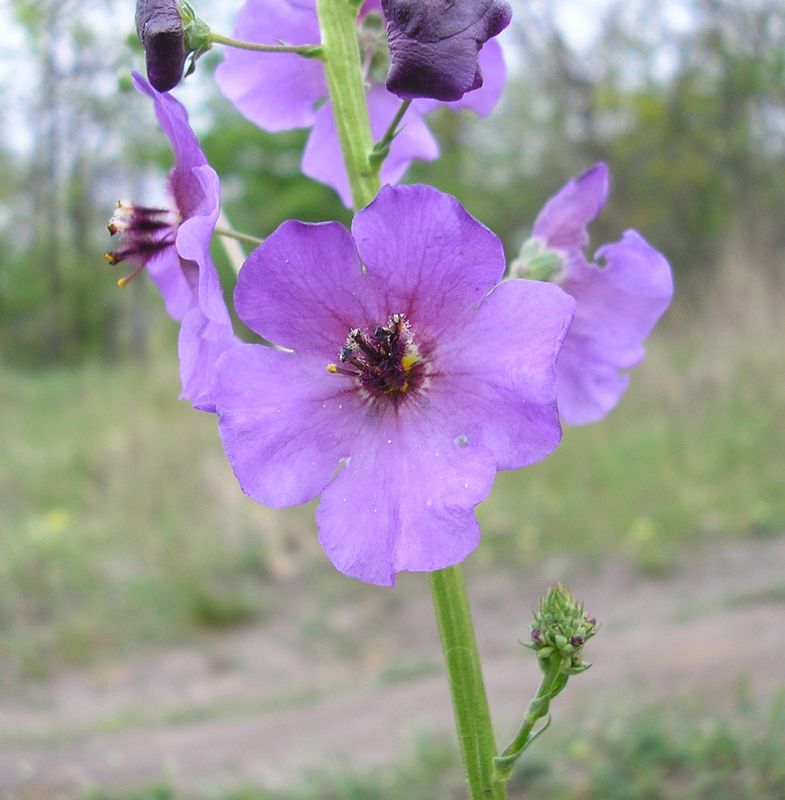 Изображение особи Verbascum phoeniceum.