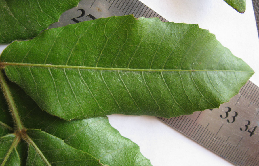 Image of Alectryon tomentosum specimen.