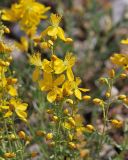 Hypericum libanoticum. Соцветия. Israel, Mount Hermon. 09.07.2011.