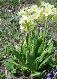 Primula ruprechtii