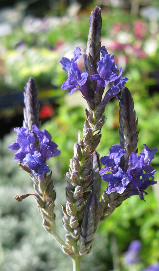 Изображение особи Lavandula multifida.