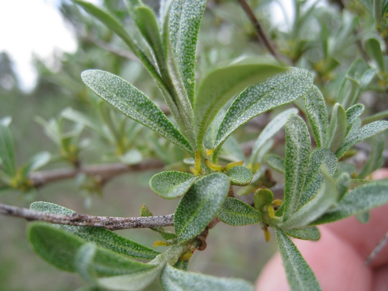 Image of Hippophae rhamnoides specimen.