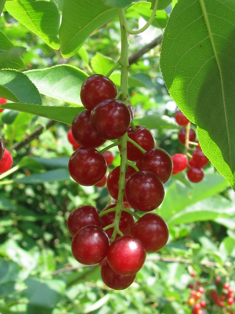 Image of Padus virginiana specimen.