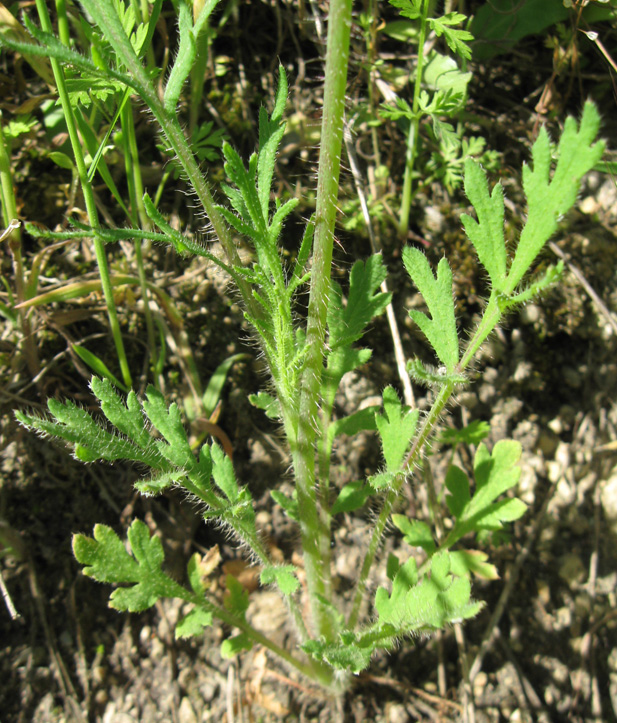 Image of Papaver stevenianum specimen.