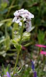 Aethionema grandiflorum. Соцветие с цветками и развивающимися плодами. Германия, г. Krefeld, Ботанический сад. 08.06.2013.