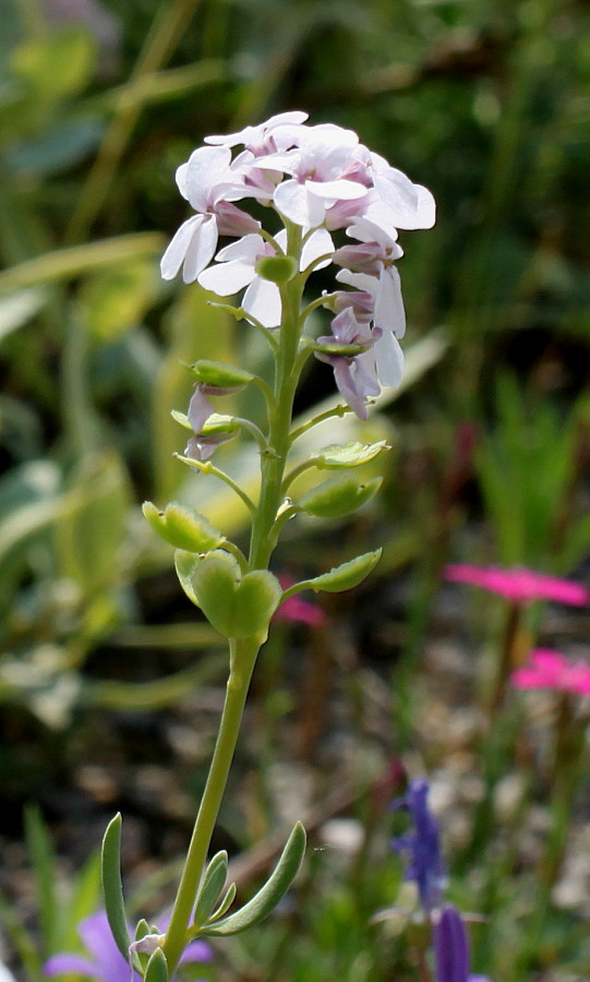 Image of Aethionema grandiflorum specimen.