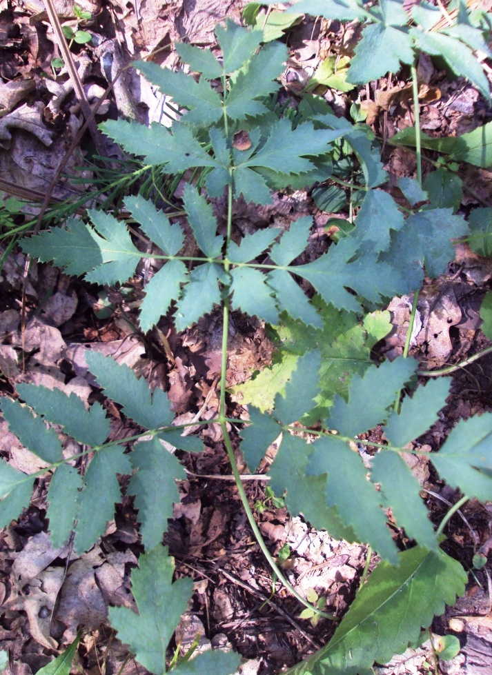 Image of Cervaria rivinii specimen.