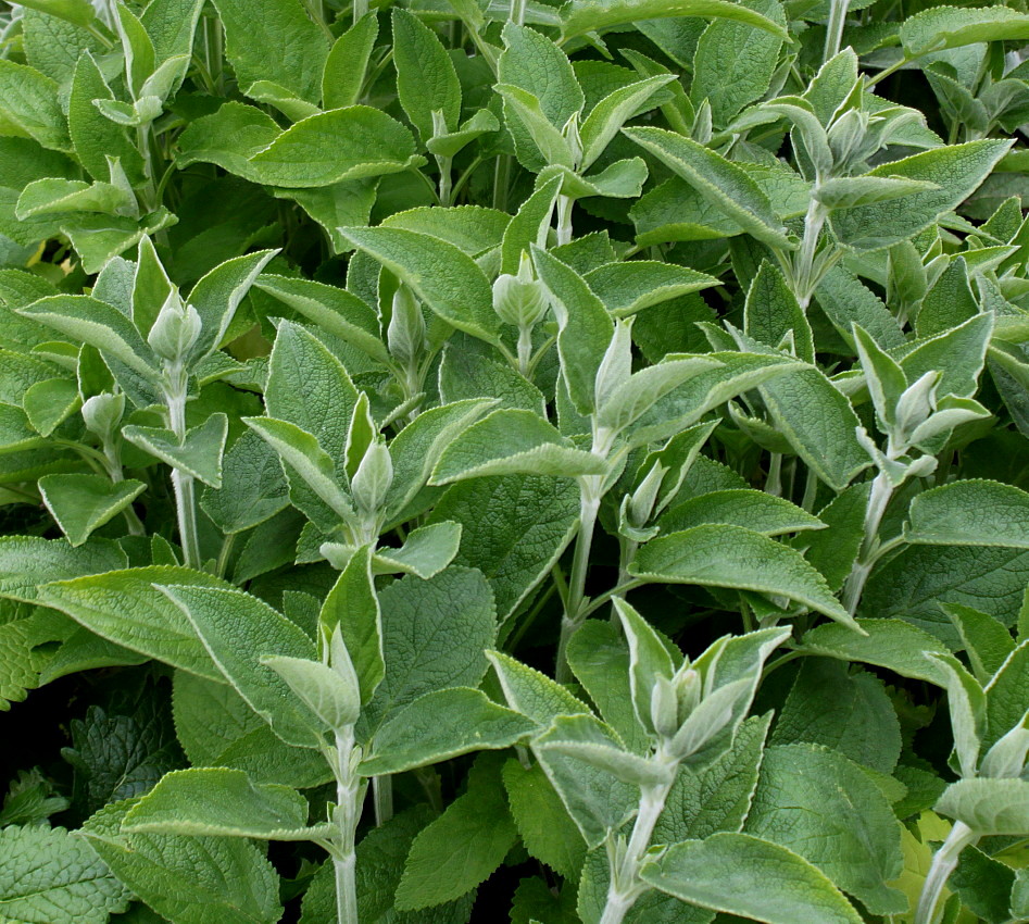 Image of Stachys germanica specimen.