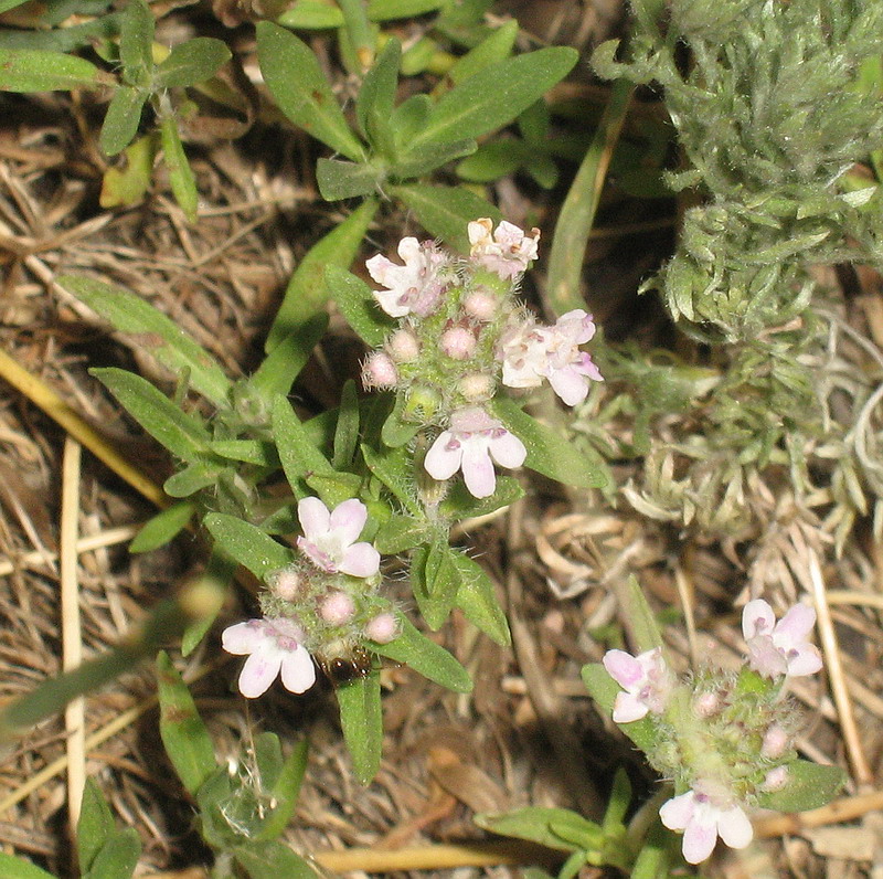 Изображение особи Thymus &times; dimorphus.