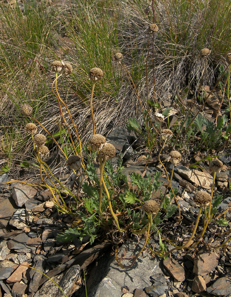 Image of Anthemis saportana specimen.