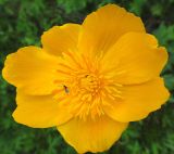 Trollius uncinatus. Цветок с сидящим пилильщиком(?). Республика Бурятия, Баунтовский эвенкийский р-н, окр. пос. Северный, долина р. Има, опушка леса, в кустарниках на месте бывшей гари. 01.07.2013.