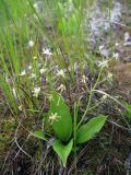 Smilacina trifolia