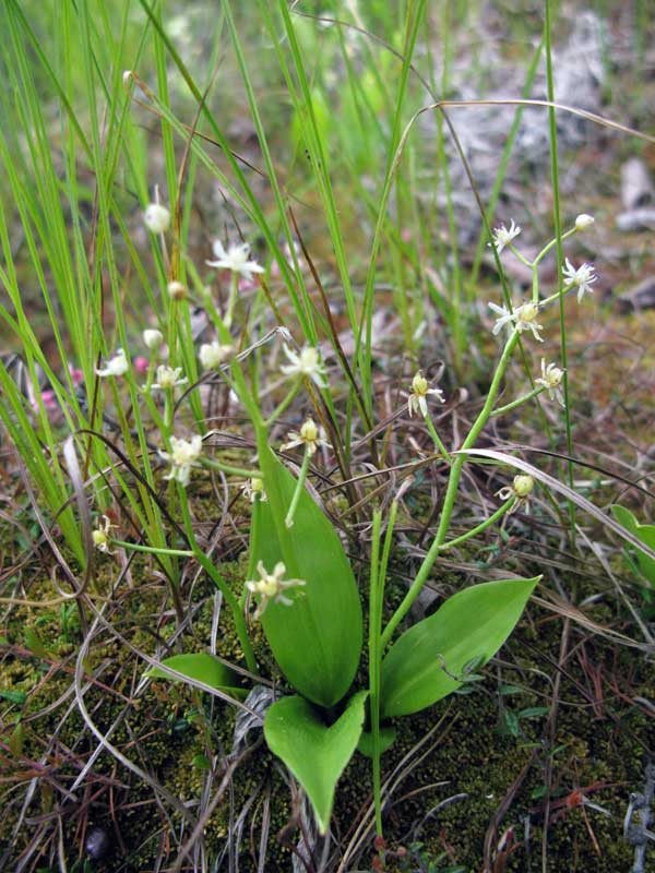 Image of Smilacina trifolia specimen.