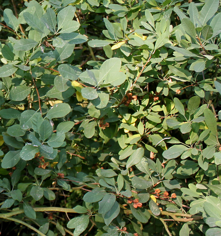 Изображение особи Exochorda racemosa.