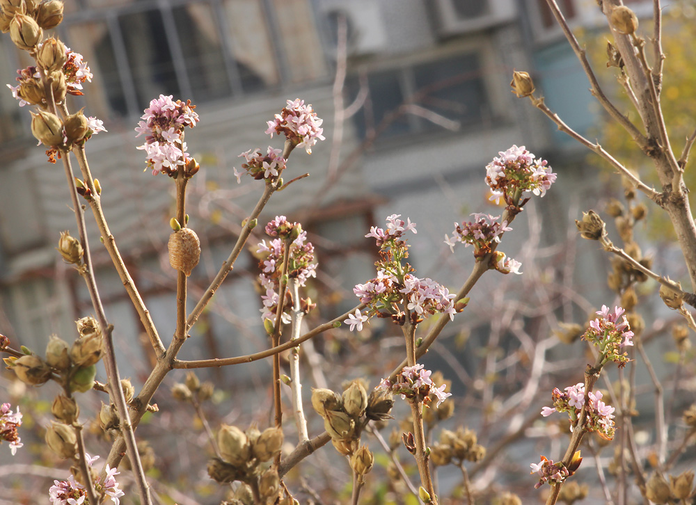 Image of Syringa vulgaris specimen.