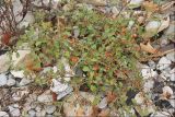 Solanum zelenetzkii. Плодоносящее растение. Черноморское побережье Кавказа, Новороссийск, южнее мыса Шесхарис, галечный пляж. 1 декабря 2013 г.