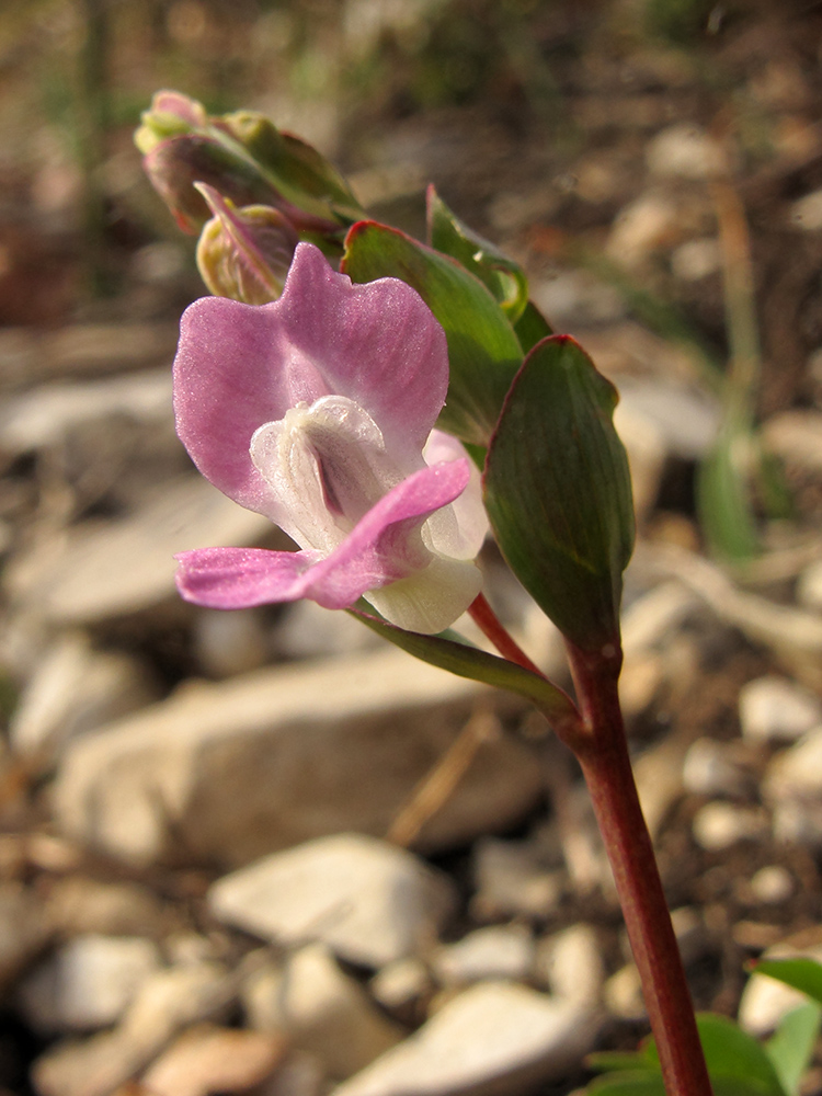 Image of Corydalis caucasica specimen.