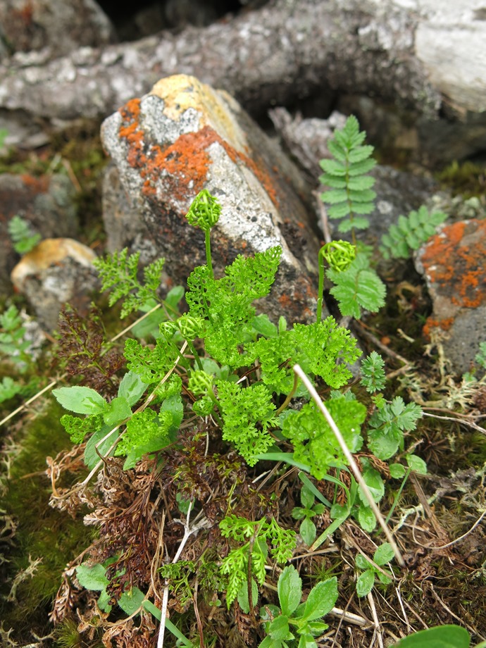 Image of Cryptogramma raddeana specimen.