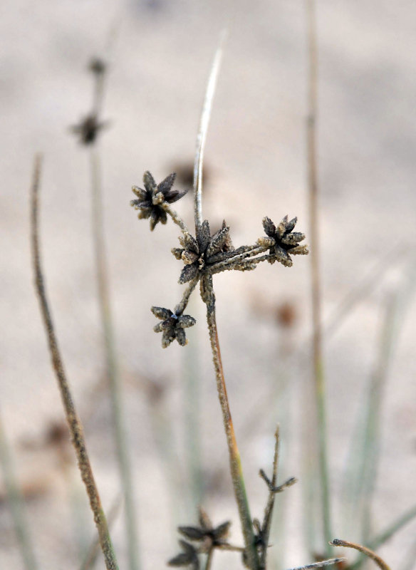 Image of Cyperus stramineoferrugineus specimen.