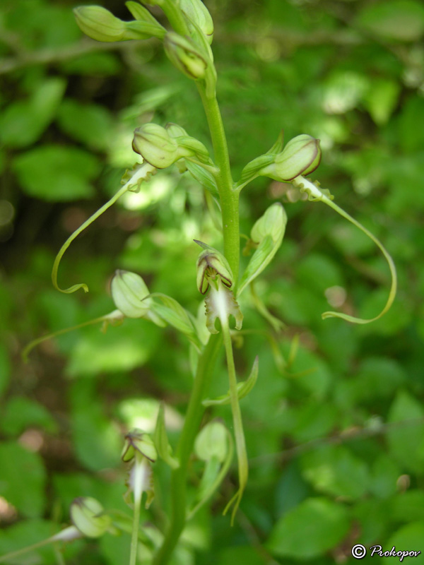 Image of Himantoglossum caprinum specimen.