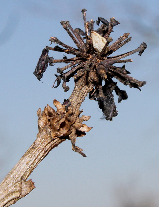 Image of Eleutherococcus henryi specimen.