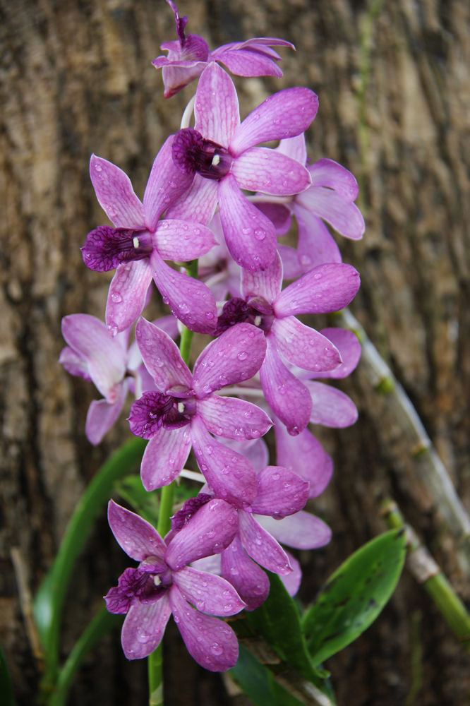 Image of genus Dendrobium specimen.