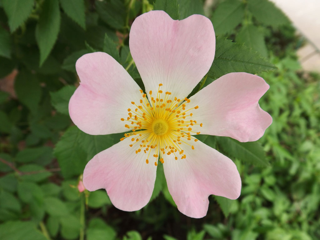 Image of genus Rosa specimen.