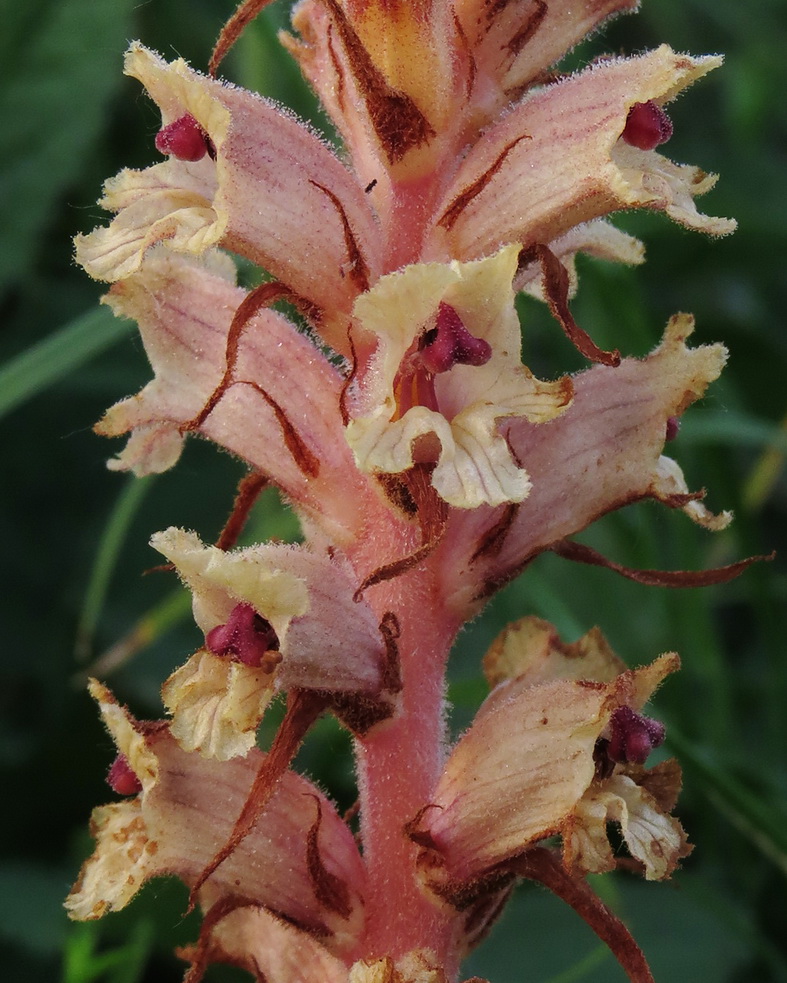 Image of Orobanche alba specimen.