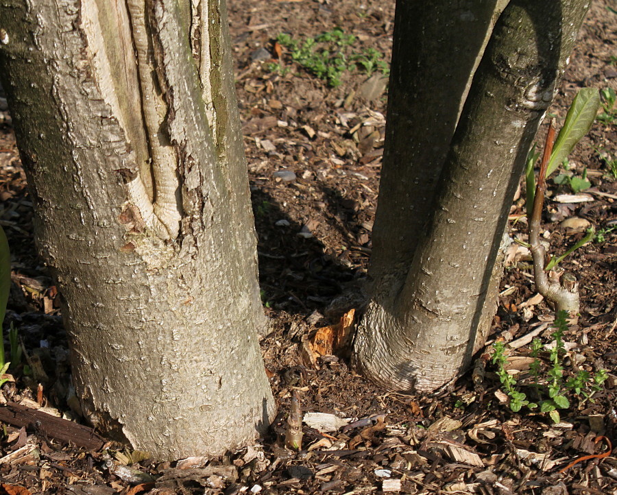 Image of Magnolia tripetala specimen.