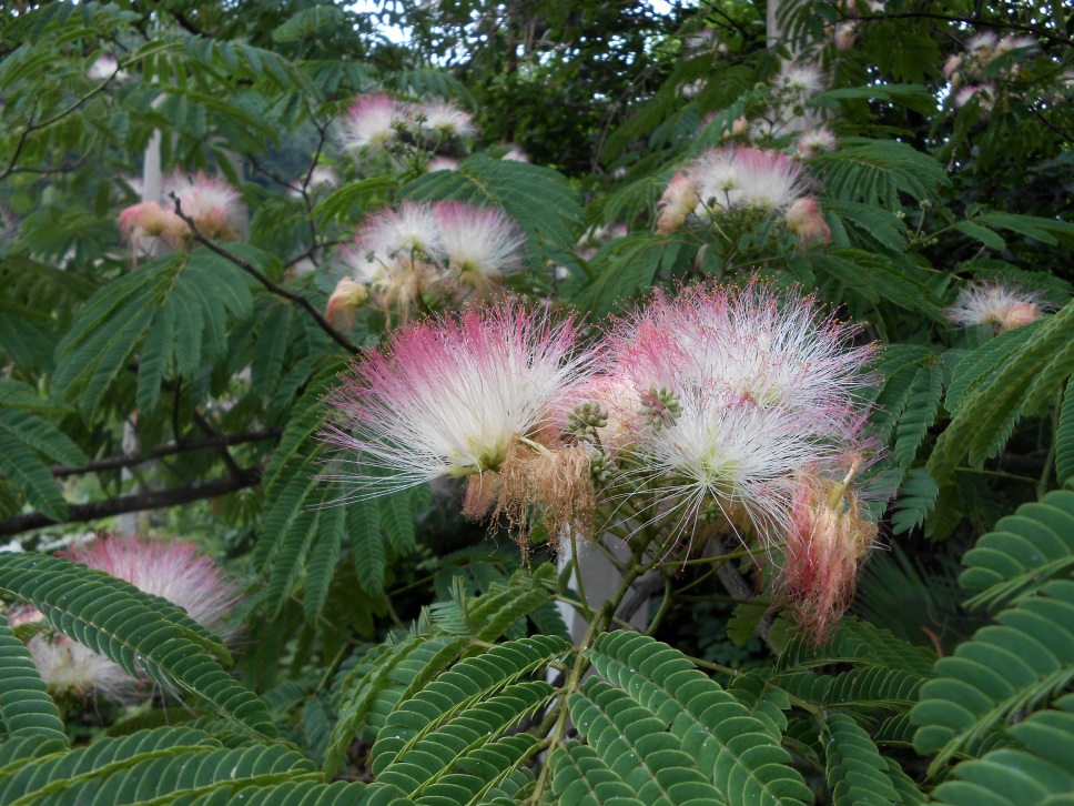 Image of Albizia julibrissin specimen.