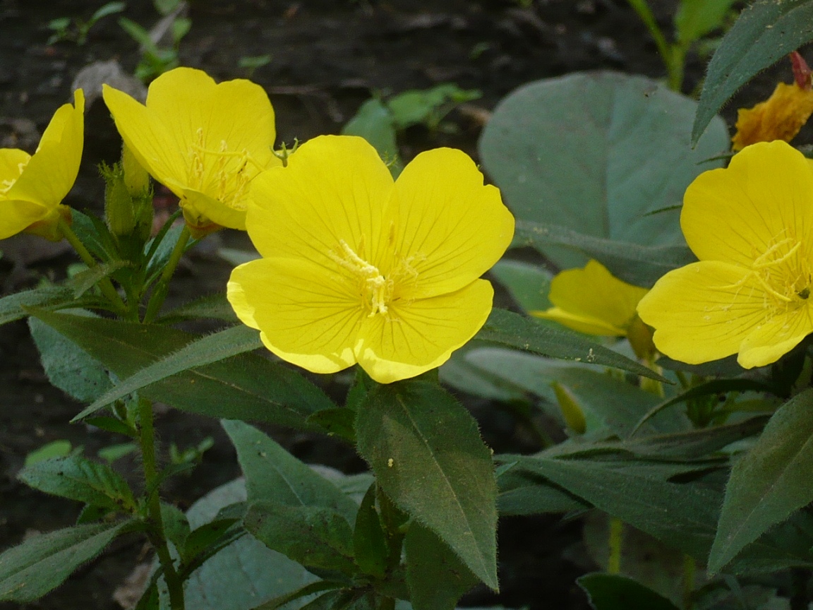 Изображение особи род Oenothera.