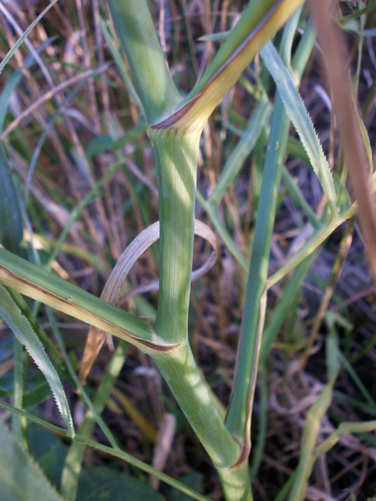 Изображение особи Falcaria vulgaris.