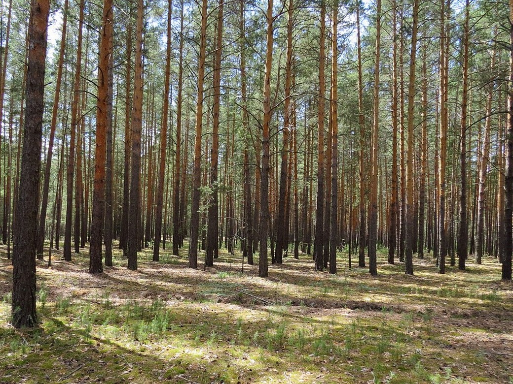 Изображение особи Pinus sylvestris.