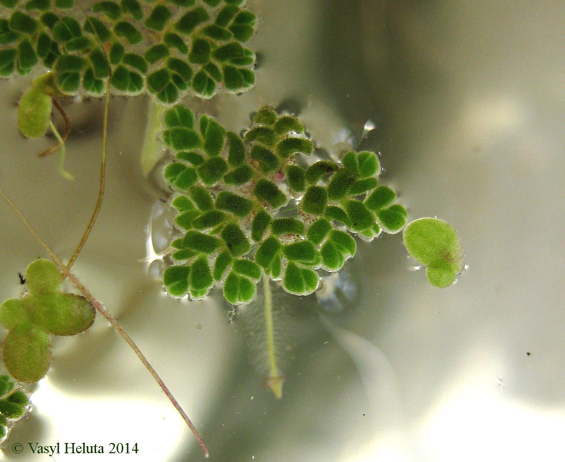 Image of Azolla caroliniana specimen.