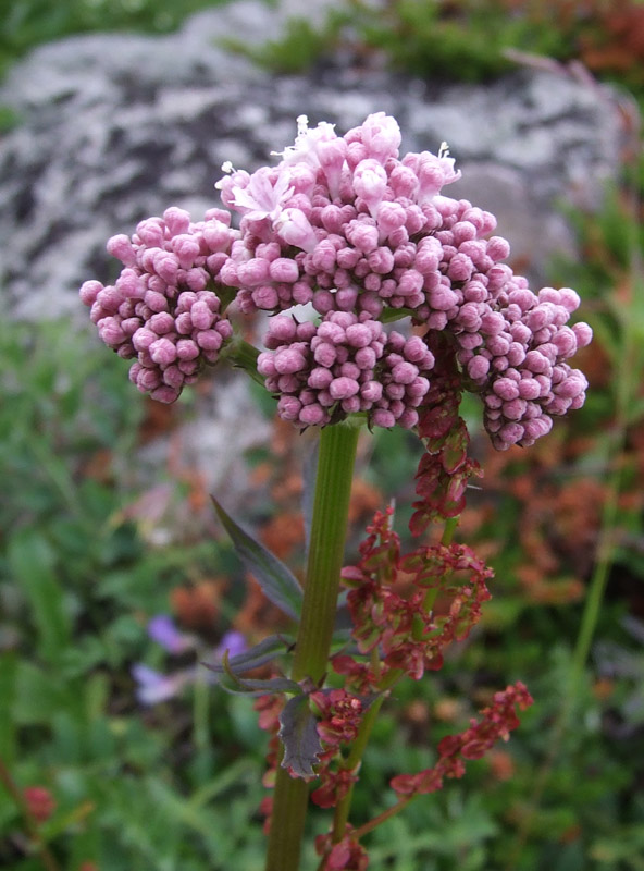 Image of Valeriana sambucifolia specimen.